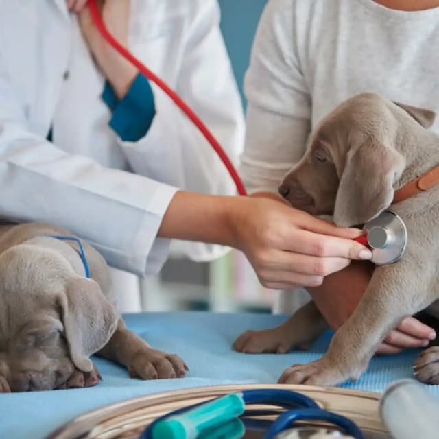 Exploring the future of veterinary health: trends in holistic care & preventive medicine.